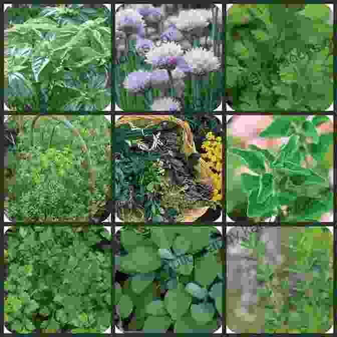 A Collage Of Fresh, Vibrant Herbs Representing The Changing Seasons, From Spring's Tender Shoots To Autumn's Golden Hues The Spice Of Life: Herbal Remedies From The Heart Of Your Kitchen (Home Herbalism 1)