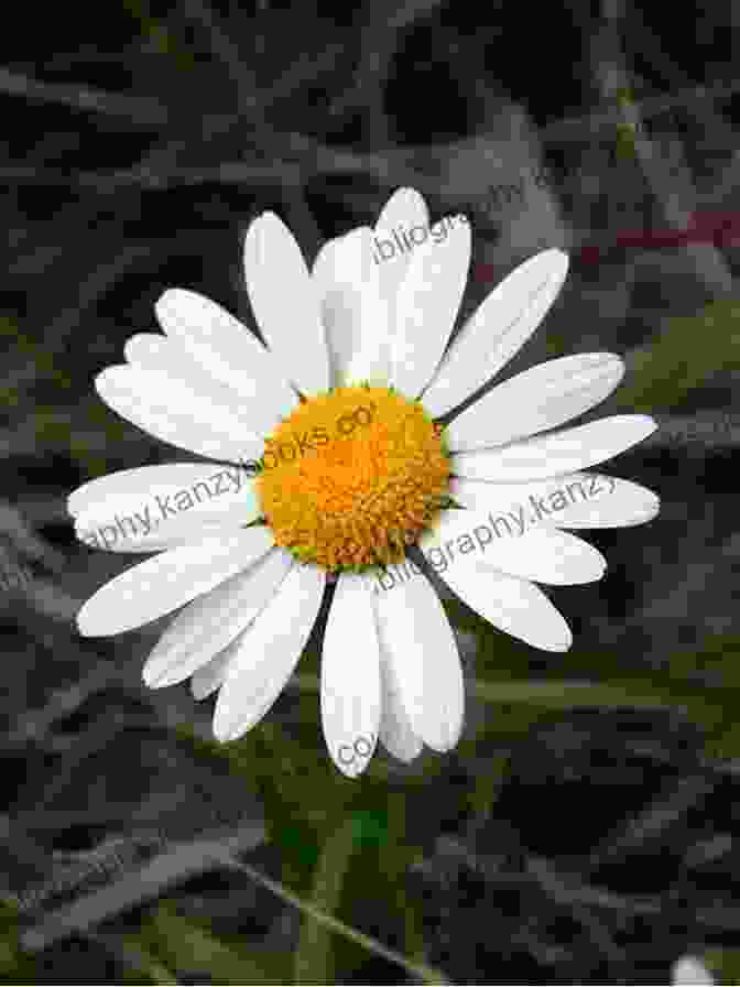 A Field Of Chamomile Flowers, With Their White Petals And Yellow Centers The Sacred Herbs Of Samhain: Plants To Contact The Spirits Of The Dead