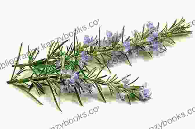 A Sprig Of Rosemary, With Its Needle Like Leaves And Fragrant Flowers The Sacred Herbs Of Samhain: Plants To Contact The Spirits Of The Dead