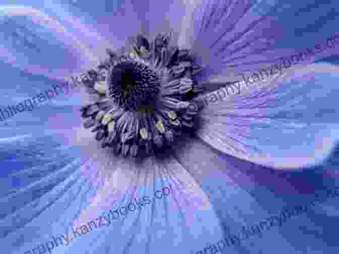 Close Up Of A Flower's Intricate Petals Flowers Are Calling Kenard Pak