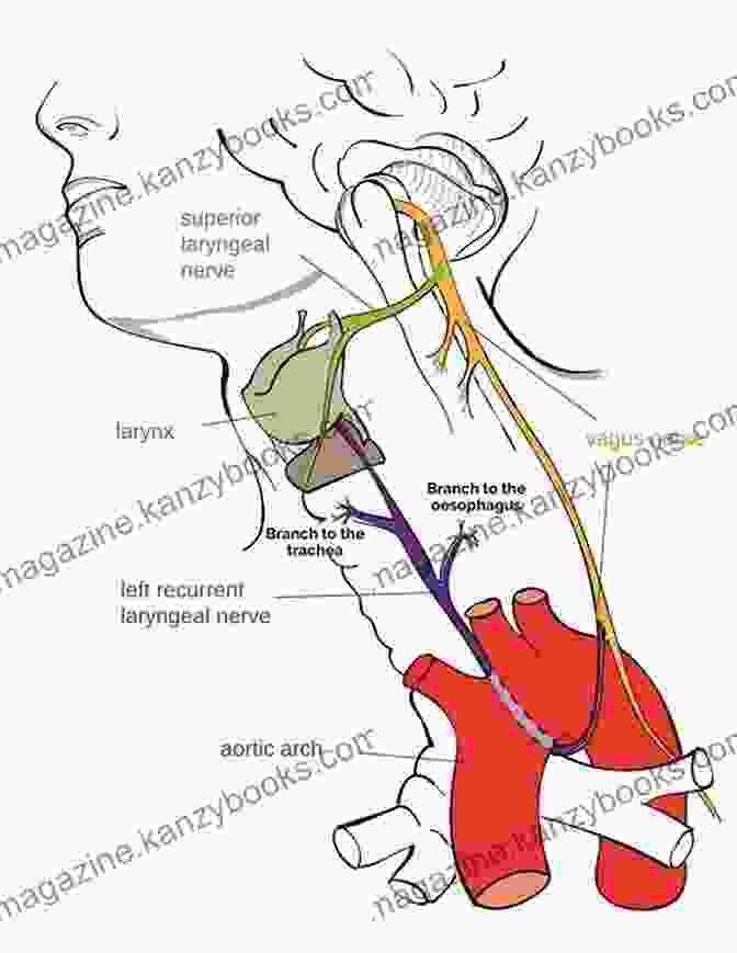 Diagram Of The Vagus Nerve Vagus Nerve Exercises: A Practical Guide For Self Help Exercises Learn How To Activate Your Vagus Nerve Reduce Inflammation Stop Anxiety Stress And Chronic Diseases Depression And PTSD