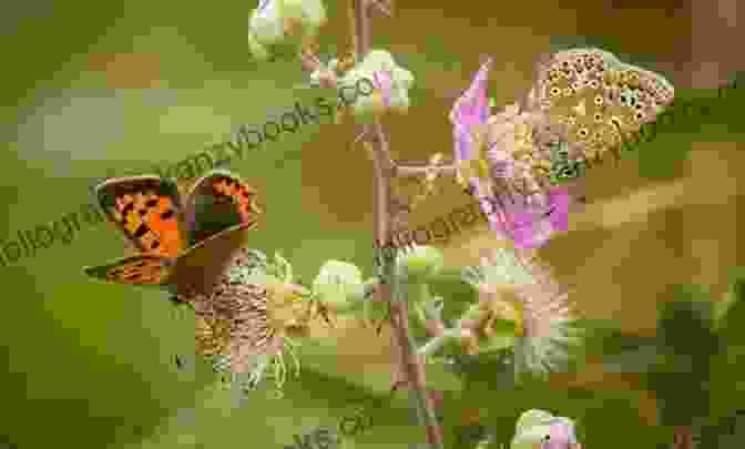 Holly Admiring A Butterfly In A Meadow Holly Celebrates Earth Day (Holly Celebrates Series)