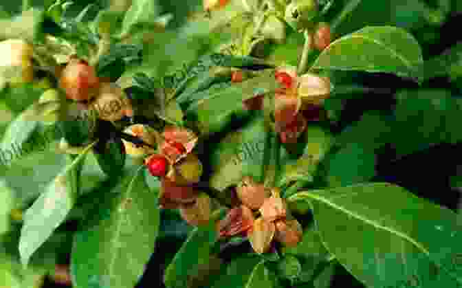 Selection Of Indian Wild Plants Used For Medicinal Purposes, Such As Neem Leaves And Ashwagandha Roots How Indians Use Wild Plants For Food Medicine Crafts (Native American)